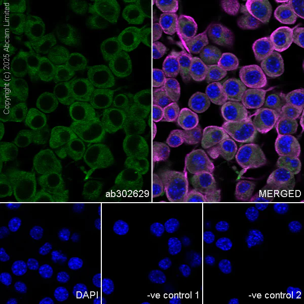 Immunocytochemistry/ Immunofluorescence - Anti-DCTN1/p150-glued antibody [EPR26464-28] (AB302629)