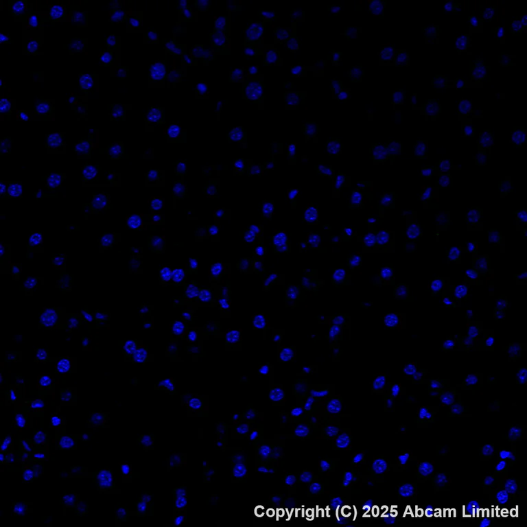 Immunohistochemistry (Frozen sections) - Anti-DCTN1/p150-glued antibody [EPR26464-28] (AB302629)