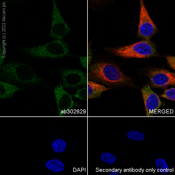 Immunocytochemistry/ Immunofluorescence - Anti-DCTN1/p150-glued antibody [EPR26464-28] (BSA and Azide free) (ab302630), expandable thumbnail