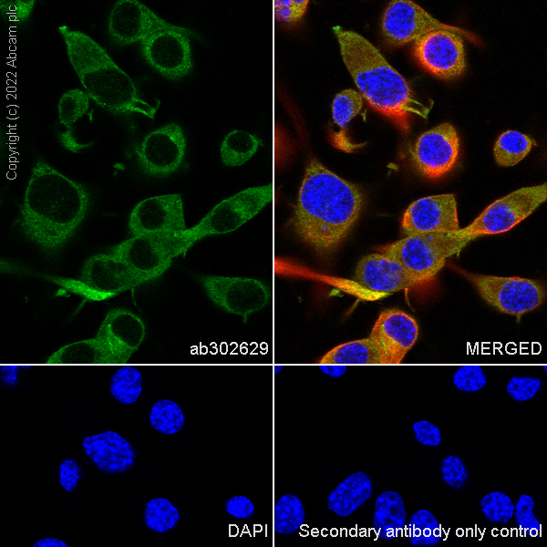 Immunocytochemistry/ Immunofluorescence - Anti-DCTN1/p150-glued antibody [EPR26464-28] (BSA and Azide free) (ab302630), expandable thumbnail