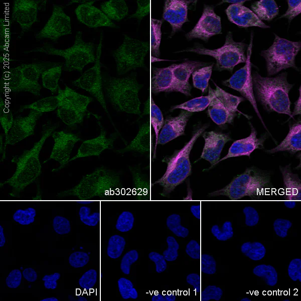 Immunocytochemistry/ Immunofluorescence - Anti-DCTN1/p150-glued antibody [EPR26464-28] (BSA and Azide free) (AB302630)