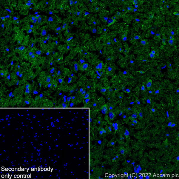 Immunohistochemistry (Frozen sections) - Anti-DCTN1/p150-glued antibody [EPR26464-28] (BSA and Azide free) (ab302630), expandable thumbnail