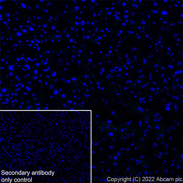 Immunohistochemistry (Frozen sections) - Anti-DCTN1/p150-glued antibody [EPR26464-28] (BSA and Azide free) (ab302630), expandable thumbnail