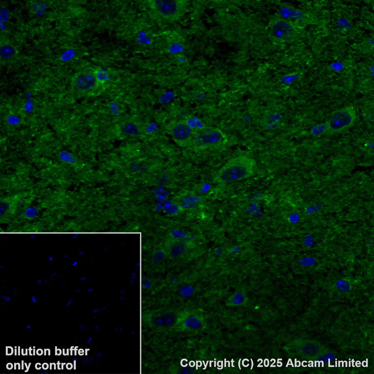 Immunohistochemistry (Frozen sections) - Anti-DCTN1/p150-glued antibody [EPR26464-28] (BSA and Azide free) (AB302630)