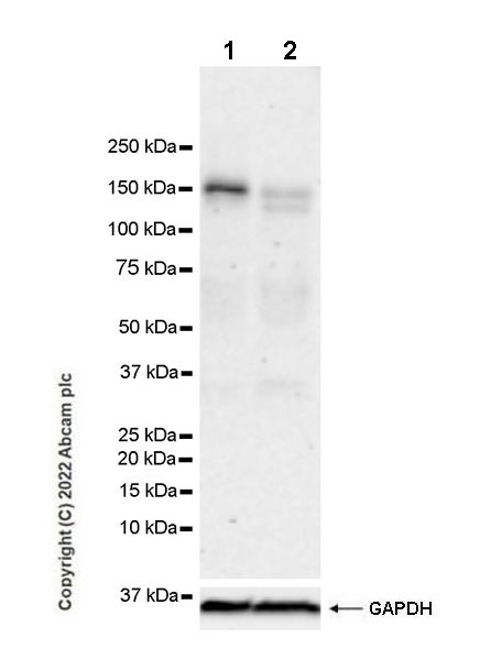 Western blot - Anti-DCTN1/p150-glued antibody [EPR26464-28] (BSA and Azide free) (AB302630), expandable thumbnail