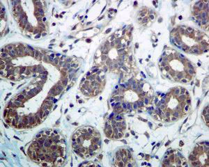 Immunohistochemistry (Formalin/PFA-fixed paraffin-embedded sections) - Anti-DCTN3 antibody [EPR5097] (AB124674)