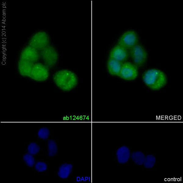 Immunocytochemistry/ Immunofluorescence - Anti-DCTN3 antibody [EPR5097] - BSA and Azide free (AB232440)