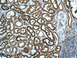 Immunohistochemistry (Formalin/PFA-fixed paraffin-embedded sections) - Anti-DCTN5 antibody [EPR11253] (AB157197)