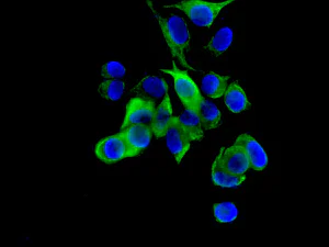 Immunocytochemistry/ Immunofluorescence - Anti-DCTN5 antibody [EPR11253] - BSA and Azide free (AB249304)