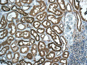 Immunohistochemistry (Formalin/PFA-fixed paraffin-embedded sections) - Anti-DCTN5 antibody [EPR11253] - BSA and Azide free (AB249304)