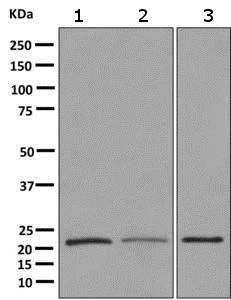 Western blot - Anti-DCTN5 antibody [EPR11253] - BSA and Azide free (AB249304)