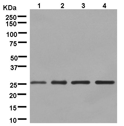 Western blot - Anti-DCUN1D1 antibody [EPR13492] (AB181233)