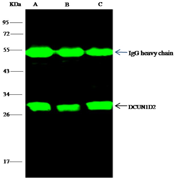 Immunoprecipitation - Anti-DCUN1D2 antibody [001] - BSA and Azide free (AB276073), expandable thumbnail