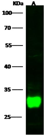 Western blot - Anti-DCUN1D2 antibody [001] - BSA and Azide free (AB276073), expandable thumbnail
