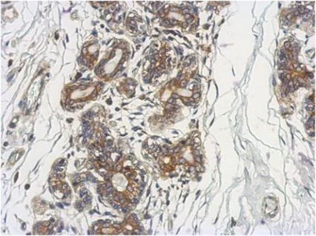 Immunohistochemistry (Formalin/PFA-fixed paraffin-embedded sections) - Anti-DCUN1D4 antibody (AB154095)