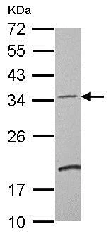 Western blot - Anti-DCUN1D4 antibody (AB154095)