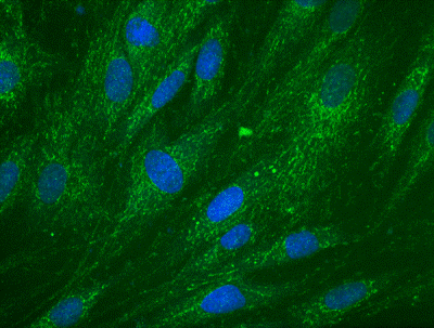 Immunocytochemistry/ Immunofluorescence - Anti-DCXR antibody [4G4AF5] (AB110283)