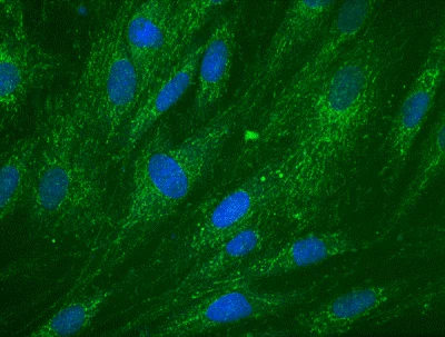 Immunocytochemistry/ Immunofluorescence - Anti-DCXR antibody [4G4AF5] (AB110283)