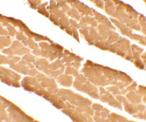 Immunocytochemistry - Anti-DDA1 antibody (AB117440)
