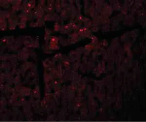 Immunocytochemistry/ Immunofluorescence - Anti-DDA1 antibody (AB117440)