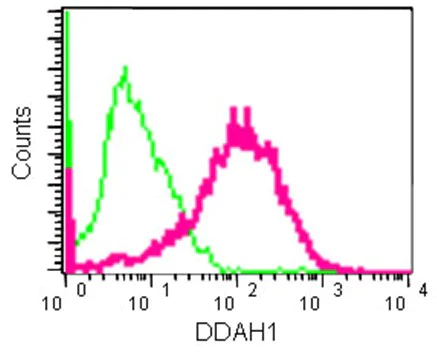 Flow Cytometry (Intracellular) - Anti-DDAH1 antibody [EPR13921] (AB181859)
