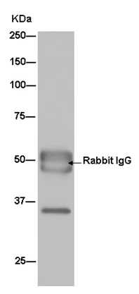 Immunoprecipitation - Anti-DDAH1 antibody [EPR13921] (AB181859)