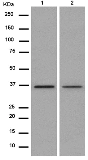 Western blot - Anti-DDAH1 antibody [EPR13921] (AB181859)