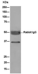 Immunoprecipitation - Anti-DDAH1 antibody [EPR13922] (AB180599), expandable thumbnail