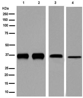 Western blot - Anti-DDAH1 antibody [EPR13922] (AB180599), expandable thumbnail