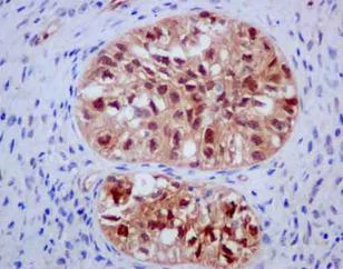 Immunohistochemistry (Formalin/PFA-fixed paraffin-embedded sections) - Anti-DDAH1 antibody [EPR13922] - BSA and Azide free (AB240228)