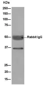 Immunoprecipitation - Anti-DDAH1 antibody [EPR13922] - BSA and Azide free (AB240228)