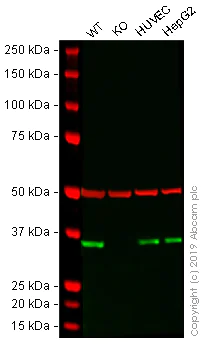 Western blot - Anti-DDAH1 antibody [EPR13922] - BSA and Azide free (AB240228)