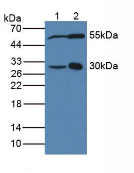 Western blot - Anti-DDAH2 antibody (AB232694)