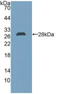 Western blot - Anti-DDAH2 antibody (AB232694)
