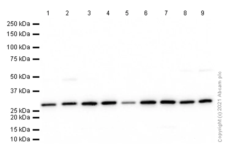Western blot - Anti-DDAH2 antibody [EPR15508(B)] - BSA and Azide free (AB250725)