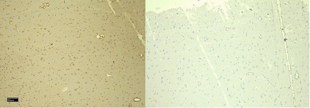 Immunohistochemistry (Formalin/PFA-fixed paraffin-embedded sections) - Anti-DDB1 antibody (AB9194), expandable thumbnail