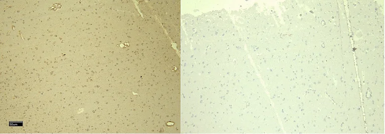 Immunohistochemistry (Formalin/PFA-fixed paraffin-embedded sections) - Anti-DDB1 antibody (AB9194)