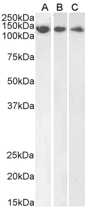 Western blot - Anti-DDB1 antibody (AB9194)