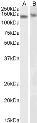 Western blot - Anti-DDB1 antibody (AB9194), expandable thumbnail