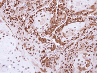 Immunohistochemistry (Formalin/PFA-fixed paraffin-embedded sections) - Anti-DDB1 antibody (AB97522), expandable thumbnail