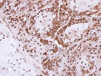 Immunohistochemistry (Formalin/PFA-fixed paraffin-embedded sections) - Anti-DDB1 antibody (AB97522)