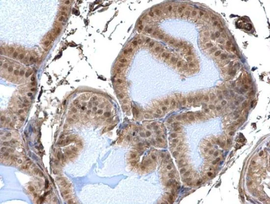 Immunohistochemistry (Formalin/PFA-fixed paraffin-embedded sections) - Anti-DDB1 antibody (AB97522)