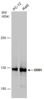 Western blot - Anti-DDB1 antibody (AB97522), expandable thumbnail