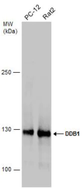 Western blot - Anti-DDB1 antibody (AB97522)
