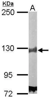 Western blot - Anti-DDB1 antibody (AB97522)