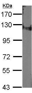 Western blot - Anti-DDB1 antibody (ab97522), expandable thumbnail