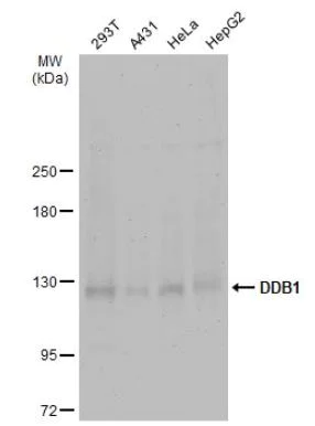 Western blot - Anti-DDB1 antibody (AB97522)