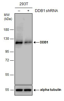Western blot - Anti-DDB1 antibody (AB97522)