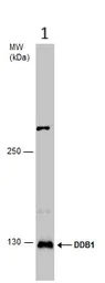 Western blot - Anti-DDB1 antibody (AB97522)
