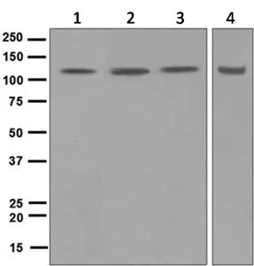 Western blot - Anti-DDB1 antibody [EPR6088] (AB124672)